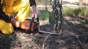 Trusted Seneca, IL Tree Removal and Landscaping Services Experts